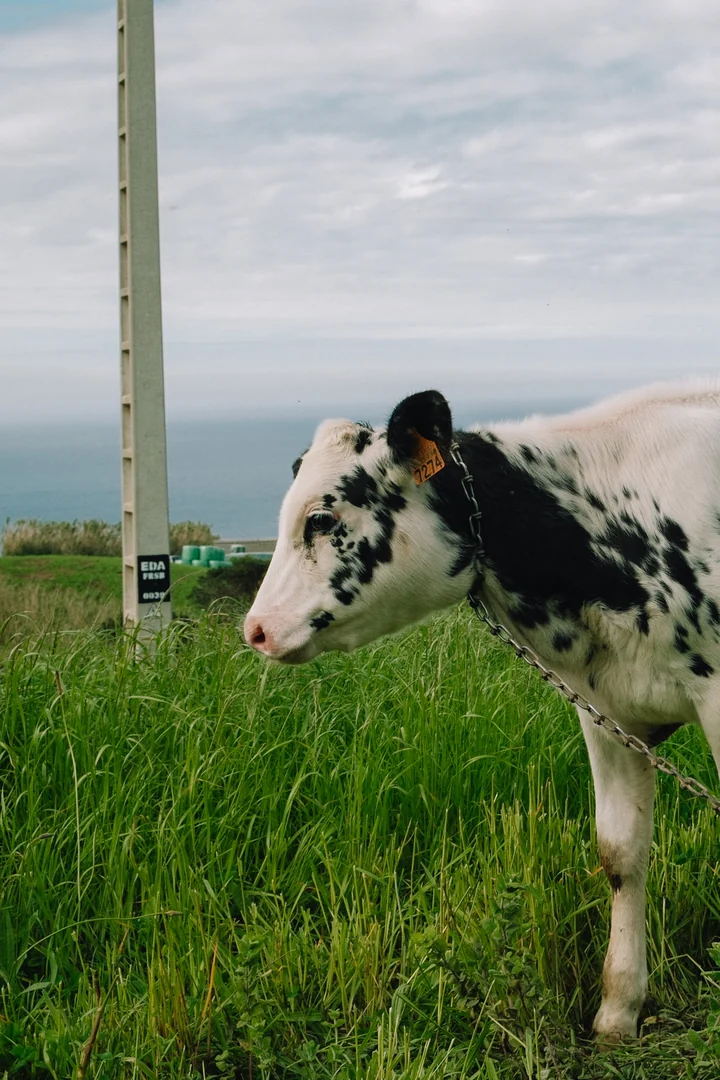 Koe kijkt op naast een paal in hoog gras